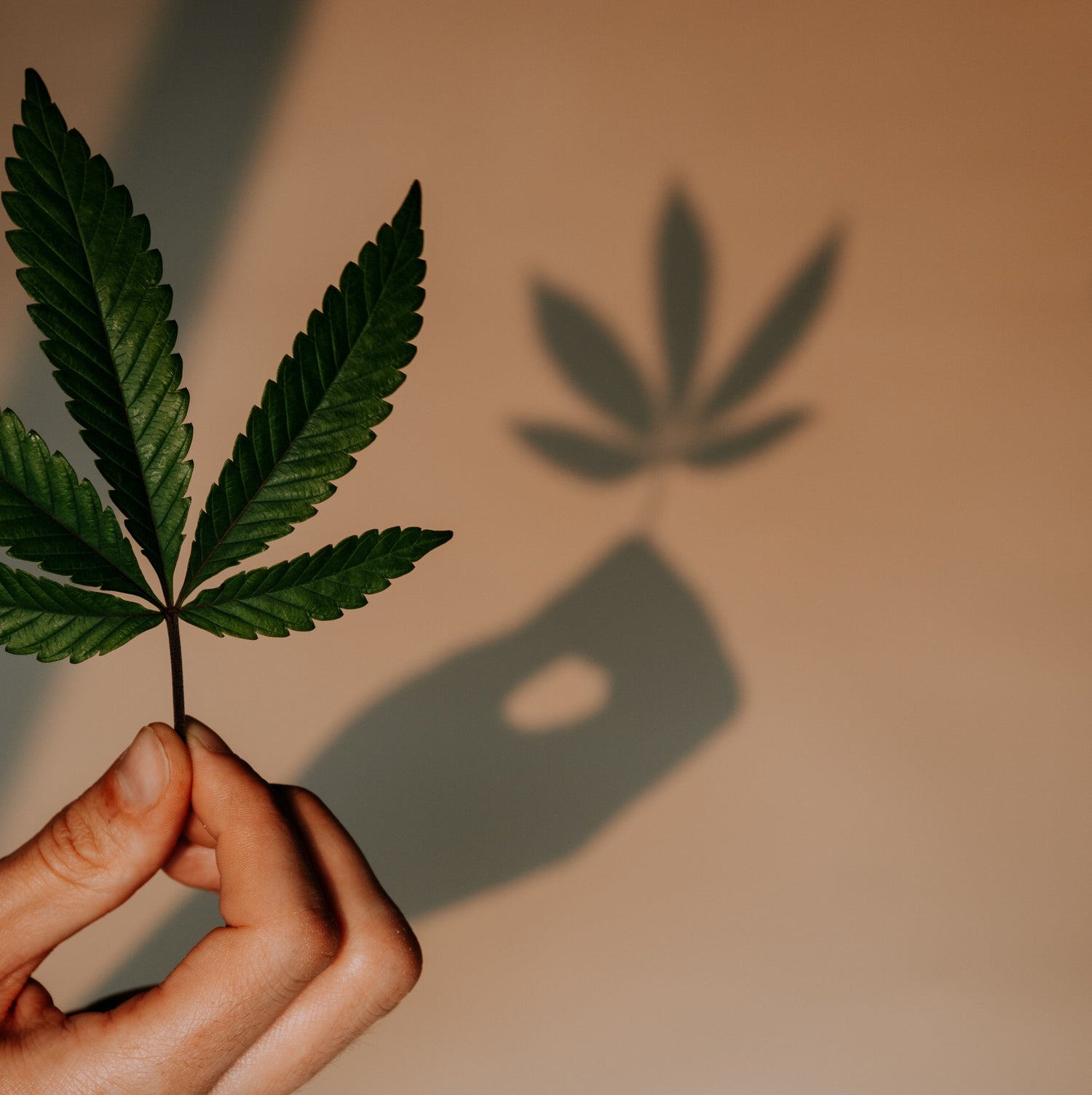Indica vs Sativa