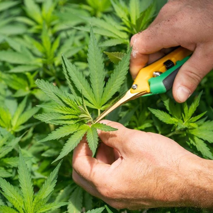 Wanneer oogst ik mijn wietplant(en)?